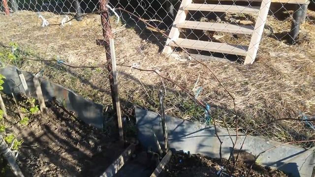 Забор из сетки рябица готовая шпалера для винограда смотреть онлайн