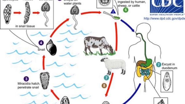 Lifecycle of Fasciola Hepatica смотреть онлайн