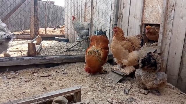 Фавероль, Брама палевая смотреть онлайн