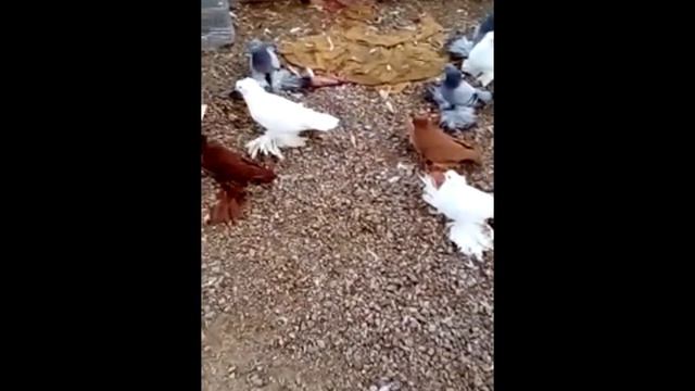 nordkaukasischen tauben/Северокавказские бойные голуби(Александр Зубенко ст.михайловская, Россия ) смотреть онлайн