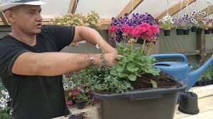 Цветочная композиция из пеларгонии и бакопы. Пеларгония и бакопа.