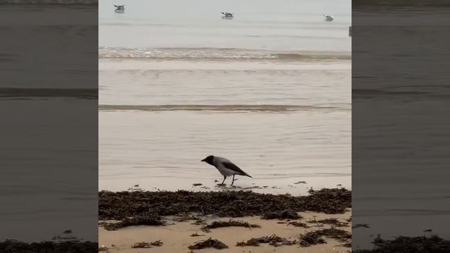 Ворона каркала на всё Балтийское море #ворона смотреть онлайн