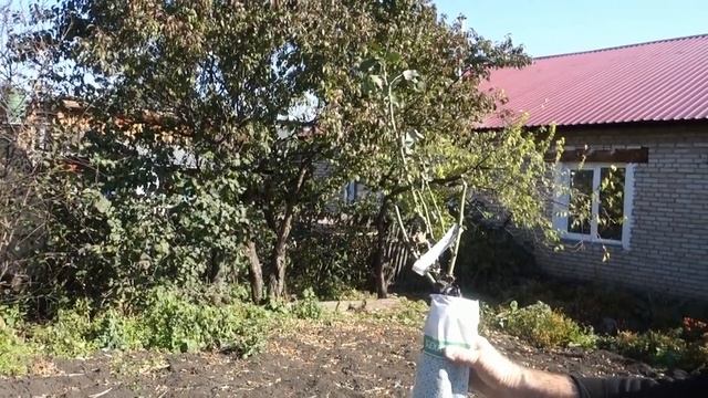 Саженцы из интернет-магазина Беккер: распаковка посылки и подготовка к посадке смотреть онлайн