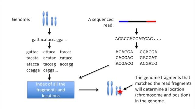 StatQuest: A gentle introduction to RNA-seq смотреть онлайн
