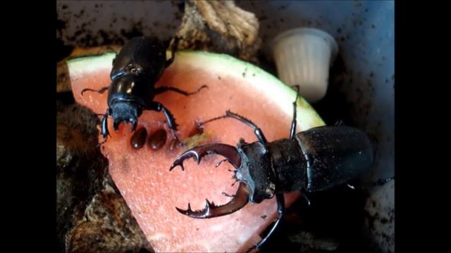 Lucanus cervus cervus - a pair from germany смотреть онлайн