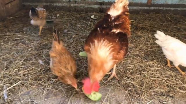 Домашние цыплята ч 4 смотреть онлайн
