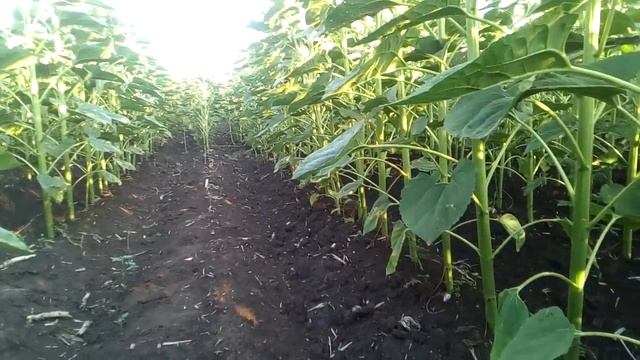 как посеять подсолнух по подсолнуху смотреть онлайн