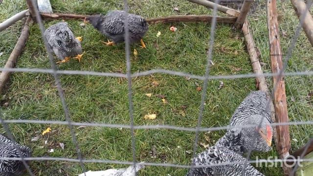 Чому кури падають на ноги?Вітаміни та раціон в зимовий період. Амрокс. смотреть онлайн