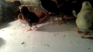 Как добиться больше курочек, чем петухов при закладке яиц