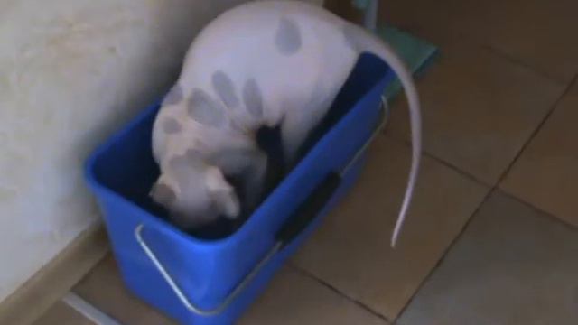 my funny sphynx cat Chao :) смотреть онлайн