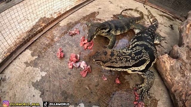 BIAWAK MAKAN TULANG AYAM BISA MATI!? смотреть онлайн
