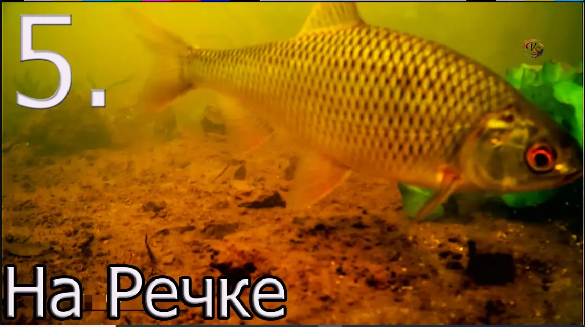 5. Рыбалка на речке на боковой кивок, насадка опарыш, Ловля плотвы, леща, подводная съёмка. Часть 5. смотреть онлайн