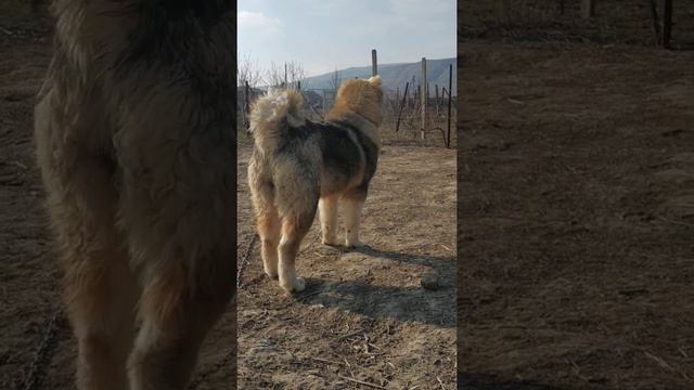 Кавказский волкодав растет на глазах. смотреть онлайн