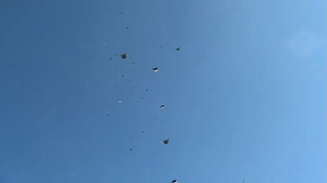Николаевские голуби Макеевки-2 (в гостях у товарища) смотреть онлайн
