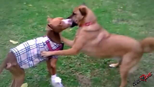 Хозяин с улыбкой сказал, что забыл его покормить! Малыш всю жизнь прожил в подвале! смотреть онлайн