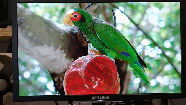 Монитор samsung F2080 LS20nvtabwEN смотреть онлайн