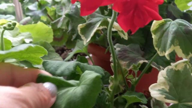 제라늄 키우기 예쁜 꽃이활짝 피었어요 ~🌺🌸☘️ смотреть онлайн