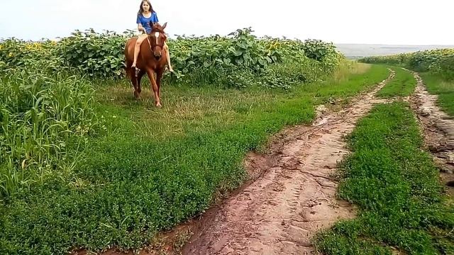 Езда на лошади/Ласка смотреть онлайн