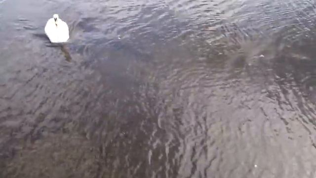 Как Гарри с лебедем познакомился :) смотреть онлайн
