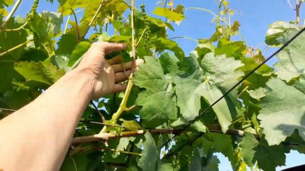 УЗБЕКИСТОНДА ЕНГ СЕРХОСИЛ УЗУМ НАВИ МЕРСЕДЕС #ХОМТОК