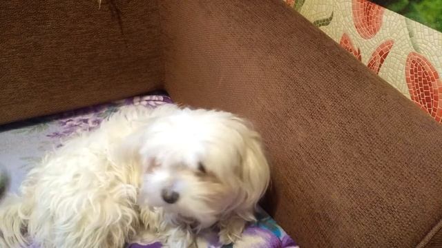 О себе и о домашних любимцах. Подстригаем мальтийскую болонку. смотреть онлайн