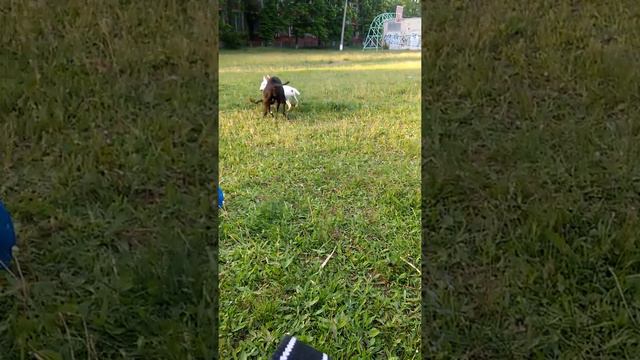 Бультерьер против стафа смотреть онлайн