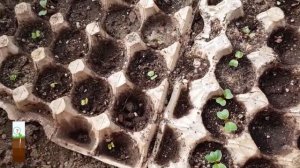 Посадить редис в яичные лотки или обычно?