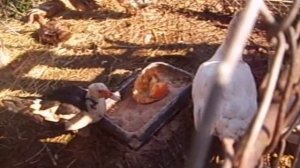 Утки мускусные и индийские бегуны \ Содержание, кормление