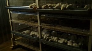 Навесные кормушки для бройлеров. Сравним три вида.