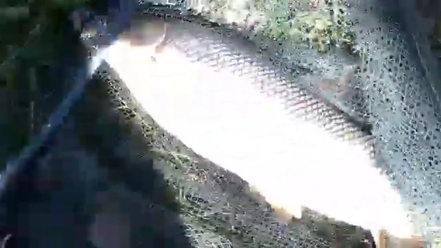 Усач за 4кг река Сунжа смотреть онлайн