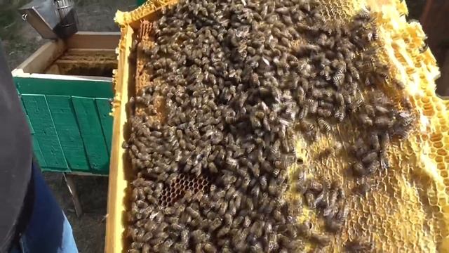 Пасека это не для всех, это для избранных. Болезнь пчеловодство которое поражает наповал. смотреть онлайн