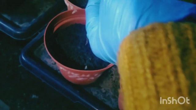 ПРИНУДИТЕЛЬНАЯ ОБРЕЗКА ЛИСТЬЕВ КРУПНОЛИСТНЫХ ГОРТЕНЗИЙ. ГОТОВЛЮ ГОРТЕНЗИИ К ЗИМОВКЕ. смотреть онлайн