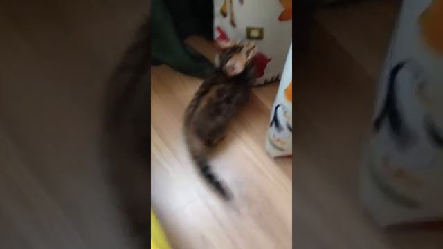 Бенгальская кошека Qaylie смотреть онлайн