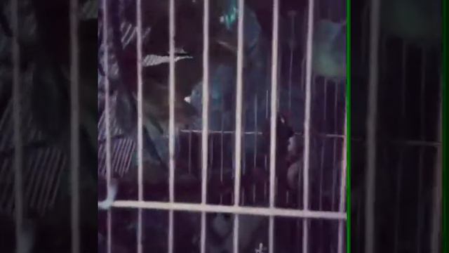 Мини зоопарк в парке фламинго.(1) смотреть онлайн