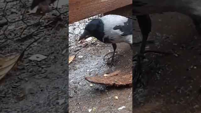 Ворона,снег,грибы и печень смотреть онлайн