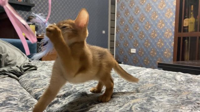 Абиссинский котенок #абиссинский #абиссинскаяпорода #абиссинскийкотенок #котенок #cat #cats #kitty смотреть онлайн