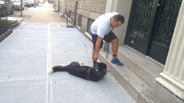 ***Instagram ***@Hatchi_Husky*** смотреть онлайн