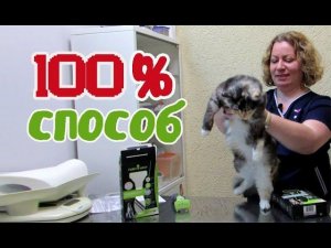 Как бороться с линькой у кошек и собак. Проверенный способ!