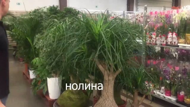 Поставка горшечных растений от 22.08 в 7ЦВЕТОВ смотреть онлайн