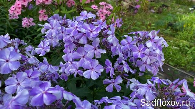 Знаменитый флокс Гжель, селекции Е.А. Константиновой смотреть онлайн