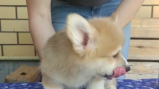 мальчик Вельш корги пемброк свободен можно спросить смотреть онлайн