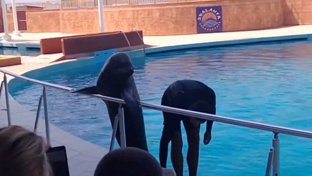 Sealanya Dolphinpark Seapark смотреть онлайн