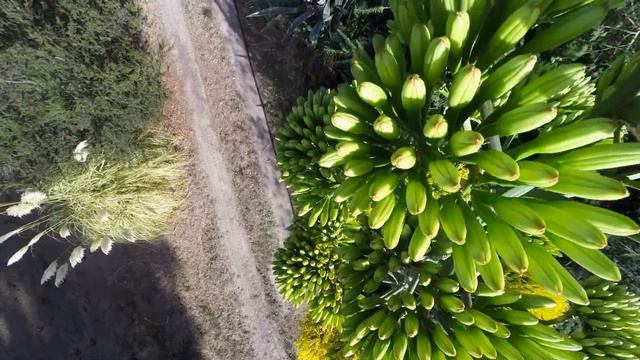 Flowering Agave Ameriacana смотреть онлайн