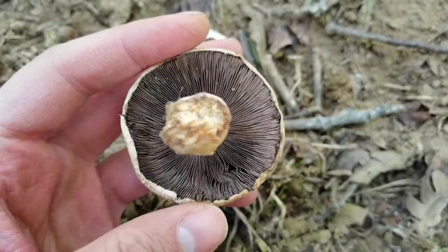 Características del género Agaricus смотреть онлайн