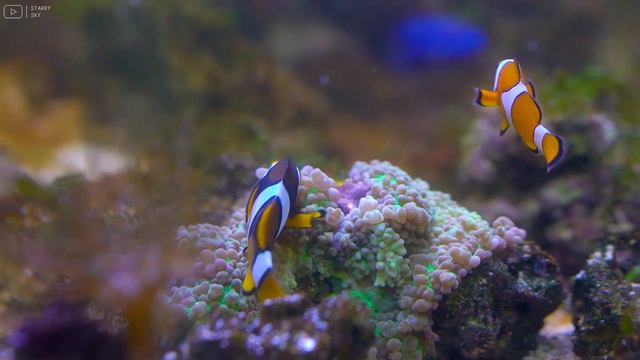Aquarium 4K VIDEO (ULTRA HD) 🐠 Beautiful Coral Reef Fish - Relaxing Sleep Meditation Music #28 смотреть онлайн
