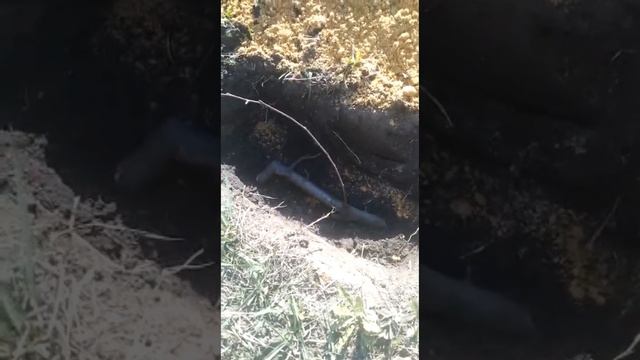 №1)Размножение Яблони. Оригинальный способ. 21.04.2021г смотреть онлайн