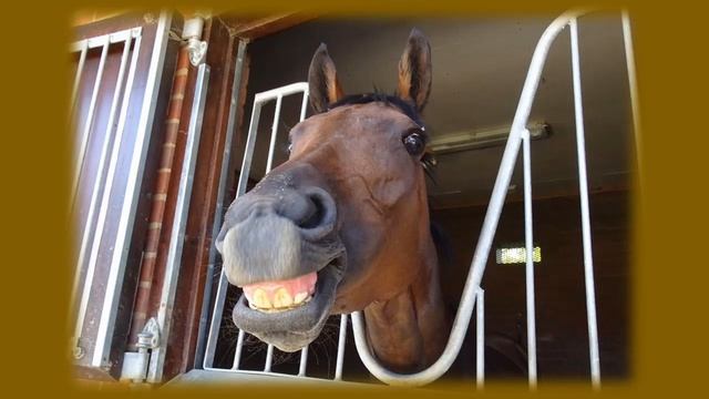 Улыбающиеся животные