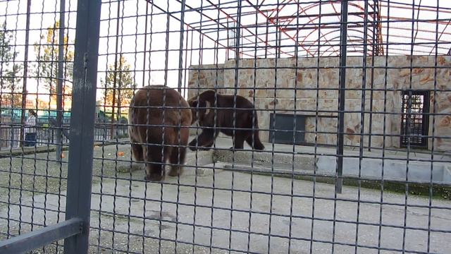 Бурые медведи в Тайгане. смотреть онлайн