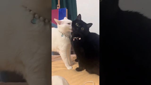 Черно-белое смотреть онлайн