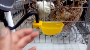 Автоматические поилки для перепелов. Чашечные.
